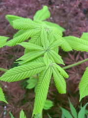 - Aesculus hippocastanum 'Memmingeri' Reticulated Variegated European Horse Chestnut - Mr Maple │ Buy Japanese Maple Trees