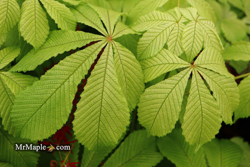 - Aesculus hippocastanum 'Memmingeri' Reticulated Variegated European Horse Chestnut - Mr Maple │ Buy Japanese Maple Trees