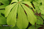 - Aesculus hippocastanum 'Memmingeri' Reticulated Variegated European Horse Chestnut - Mr Maple │ Buy Japanese Maple Trees