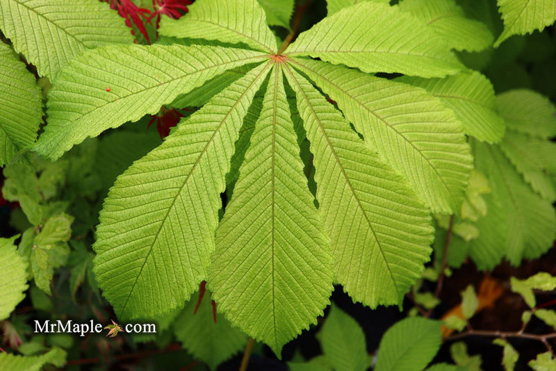 - Aesculus hippocastanum 'Memmingeri' Reticulated Variegated European Horse Chestnut - Mr Maple │ Buy Japanese Maple Trees