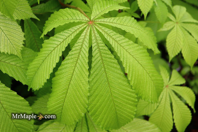 - Aesculus hippocastanum 'Memmingeri' Reticulated Variegated European Horse Chestnut - Mr Maple │ Buy Japanese Maple Trees