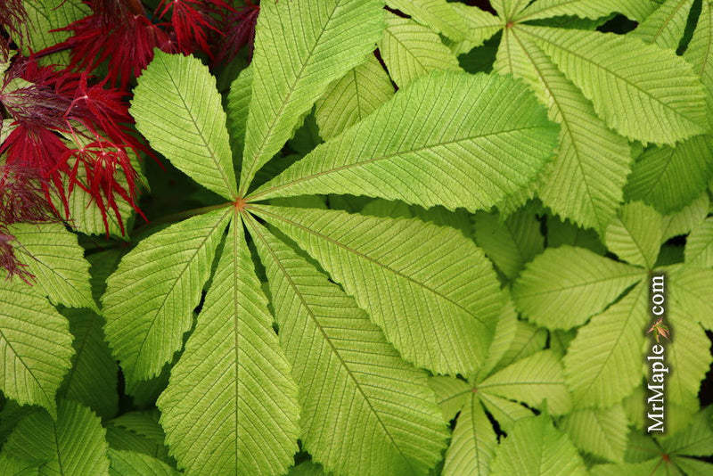 - Aesculus hippocastanum 'Memmingeri' Reticulated Variegated European Horse Chestnut - Mr Maple │ Buy Japanese Maple Trees