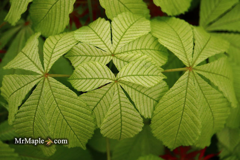 - Aesculus hippocastanum 'Memmingeri' Reticulated Variegated European Horse Chestnut - Mr Maple │ Buy Japanese Maple Trees