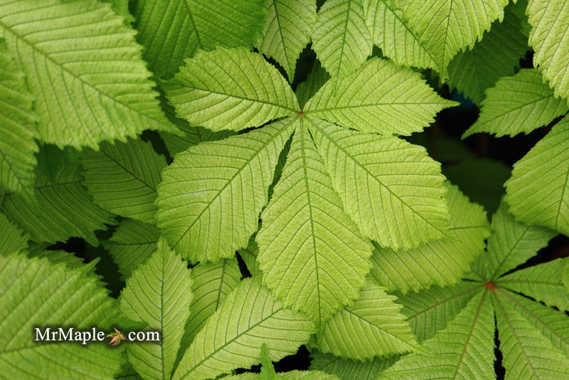 - Aesculus hippocastanum 'Memmingeri' Reticulated Variegated European Horse Chestnut - Mr Maple │ Buy Japanese Maple Trees