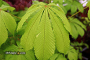- Aesculus hippocastanum 'Memmingeri' Reticulated Variegated European Horse Chestnut - Mr Maple │ Buy Japanese Maple Trees