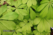 - Aesculus hippocastanum 'Memmingeri' Reticulated Variegated European Horse Chestnut - Mr Maple │ Buy Japanese Maple Trees