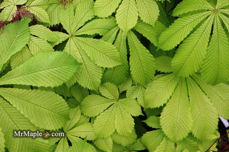 - Aesculus hippocastanum 'Memmingeri' Reticulated Variegated European Horse Chestnut - Mr Maple │ Buy Japanese Maple Trees