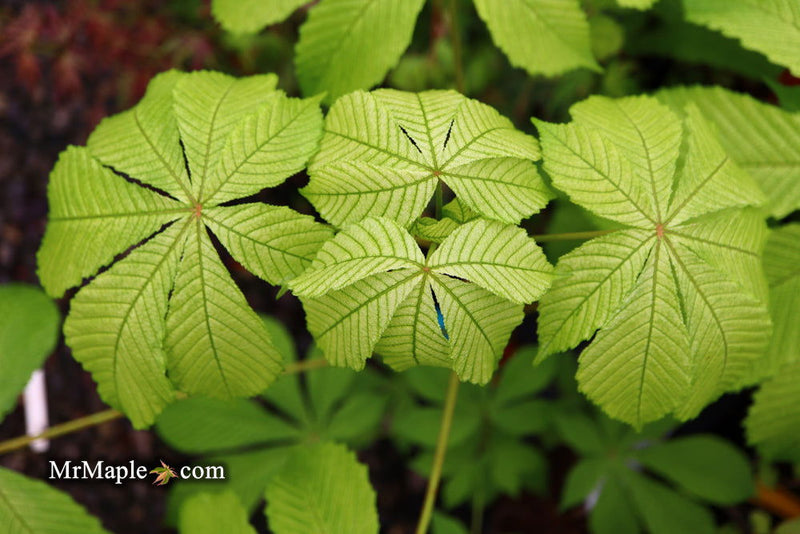 - Aesculus hippocastanum 'Memmingeri' Reticulated Variegated European Horse Chestnut - Mr Maple │ Buy Japanese Maple Trees