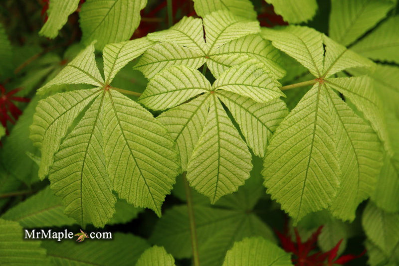 - Aesculus hippocastanum 'Memmingeri' Reticulated Variegated European Horse Chestnut - Mr Maple │ Buy Japanese Maple Trees