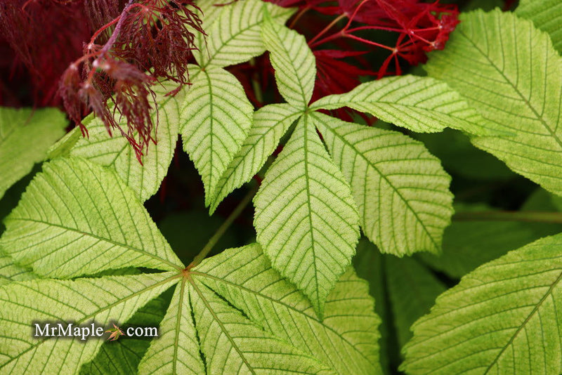 - Aesculus hippocastanum 'Memmingeri' Reticulated Variegated European Horse Chestnut - Mr Maple │ Buy Japanese Maple Trees