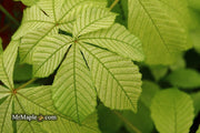 - Aesculus hippocastanum 'Memmingeri' Reticulated Variegated European Horse Chestnut - Mr Maple │ Buy Japanese Maple Trees
