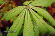 - Aesculus hippocastanum 'Memmingeri' Reticulated Variegated European Horse Chestnut - Mr Maple │ Buy Japanese Maple Trees