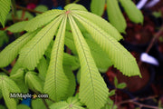 - Aesculus hippocastanum 'Memmingeri' Reticulated Variegated European Horse Chestnut - Mr Maple │ Buy Japanese Maple Trees