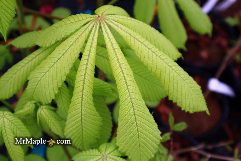- Aesculus hippocastanum 'Memmingeri' Reticulated Variegated European Horse Chestnut - Mr Maple │ Buy Japanese Maple Trees