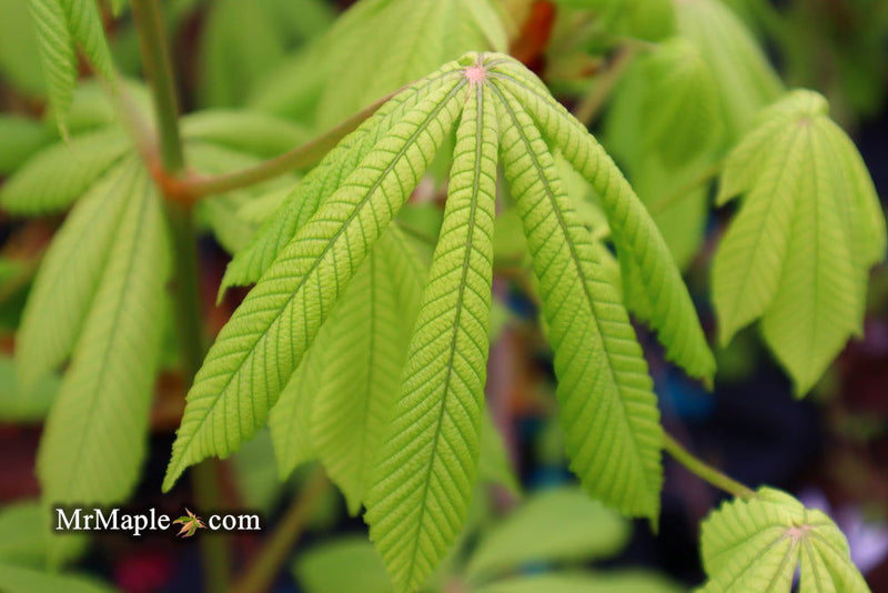 - Aesculus hippocastanum 'Memmingeri' Reticulated Variegated European Horse Chestnut - Mr Maple │ Buy Japanese Maple Trees