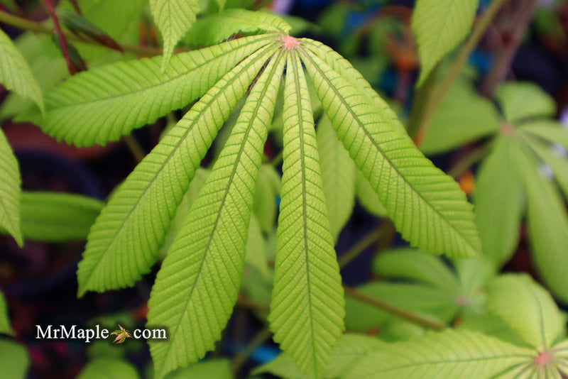 - Aesculus hippocastanum 'Memmingeri' Reticulated Variegated European Horse Chestnut - Mr Maple │ Buy Japanese Maple Trees