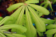- Aesculus hippocastanum 'Memmingeri' Reticulated Variegated European Horse Chestnut - Mr Maple │ Buy Japanese Maple Trees
