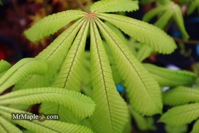 - Aesculus hippocastanum 'Memmingeri' Reticulated Variegated European Horse Chestnut - Mr Maple │ Buy Japanese Maple Trees