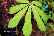 - Aesculus hippocastanum 'Memmingeri' Reticulated Variegated European Horse Chestnut - Mr Maple │ Buy Japanese Maple Trees