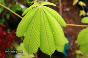 - Aesculus hippocastanum 'Memmingeri' Reticulated Variegated European Horse Chestnut - Mr Maple │ Buy Japanese Maple Trees