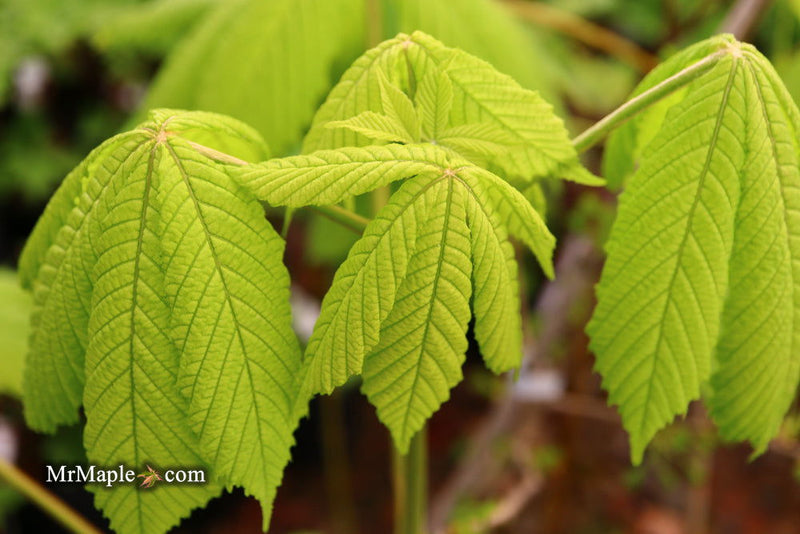 - Aesculus hippocastanum 'Memmingeri' Reticulated Variegated European Horse Chestnut - Mr Maple │ Buy Japanese Maple Trees