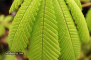 - Aesculus hippocastanum 'Memmingeri' Reticulated Variegated European Horse Chestnut - Mr Maple │ Buy Japanese Maple Trees