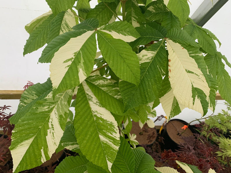 - Aesculus hippocastanum 'Variegata' Variegated European Horse Chestnut - Mr Maple │ Buy Japanese Maple Trees