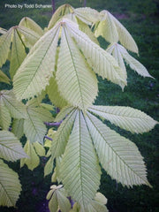 - Aesculus hippocastanum 'Wisselink' Reticulated Variegated European Horse Chestnut - Mr Maple │ Buy Japanese Maple Trees
