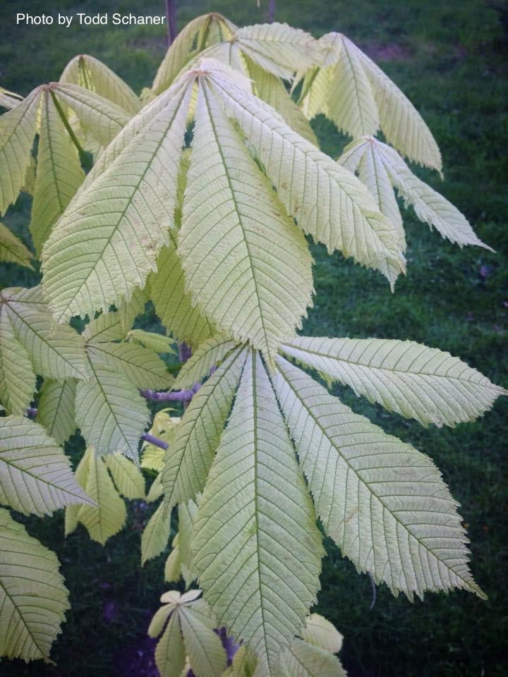 - Aesculus hippocastanum 'Wisselink' Reticulated Variegated European Horse Chestnut - Mr Maple │ Buy Japanese Maple Trees