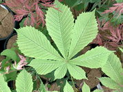 - Aesculus hippocastanum 'Wisselink' Reticulated Variegated European Horse Chestnut - Mr Maple │ Buy Japanese Maple Trees