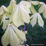 - Aesculus hippocastanum 'Wisselink' Reticulated Variegated European Horse Chestnut - Mr Maple │ Buy Japanese Maple Trees