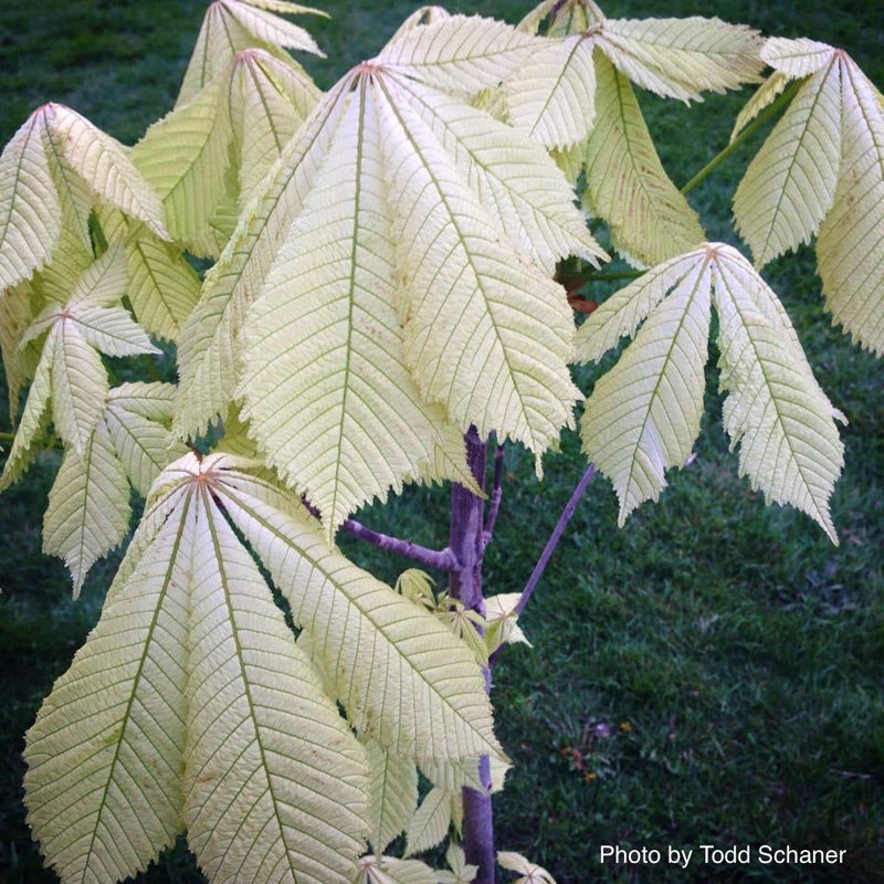 - Aesculus hippocastanum 'Wisselink' Reticulated Variegated European Horse Chestnut - Mr Maple │ Buy Japanese Maple Trees