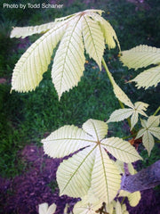 - Aesculus hippocastanum 'Wisselink' Reticulated Variegated European Horse Chestnut - Mr Maple │ Buy Japanese Maple Trees