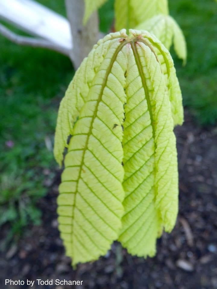 - Aesculus hippocastanum 'Wisselink' Reticulated Variegated European Horse Chestnut - Mr Maple │ Buy Japanese Maple Trees