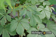 - Aesculus hippocastanum 'Wisselink' Reticulated Variegated European Horse Chestnut - Mr Maple │ Buy Japanese Maple Trees