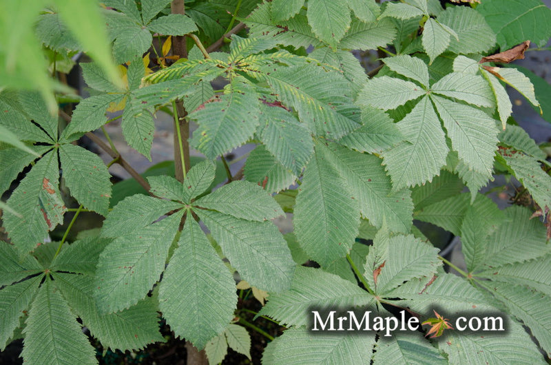 - Aesculus hippocastanum 'Wisselink' Reticulated Variegated European Horse Chestnut - Mr Maple │ Buy Japanese Maple Trees