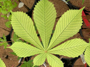 - Aesculus hippocastanum 'Wisselink' Reticulated Variegated European Horse Chestnut - Mr Maple │ Buy Japanese Maple Trees