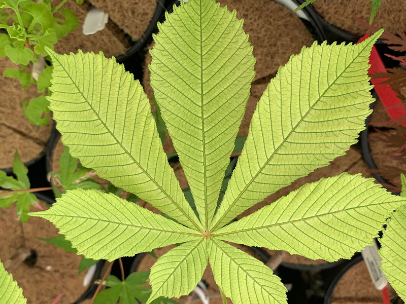 - Aesculus hippocastanum 'Wisselink' Reticulated Variegated European Horse Chestnut - Mr Maple │ Buy Japanese Maple Trees