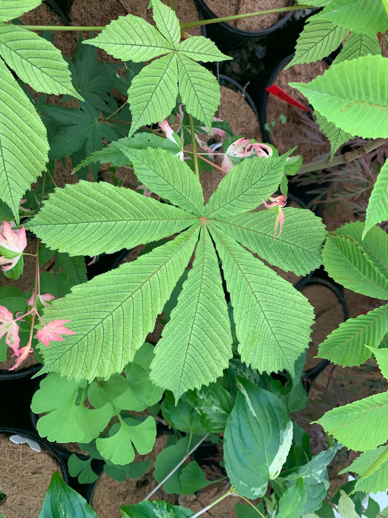 - Aesculus hippocastanum 'Wisselink' Reticulated Variegated European Horse Chestnut - Mr Maple │ Buy Japanese Maple Trees