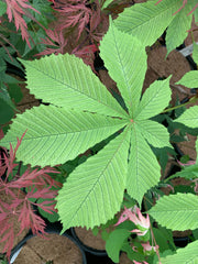 - Aesculus hippocastanum 'Wisselink' Reticulated Variegated European Horse Chestnut - Mr Maple │ Buy Japanese Maple Trees