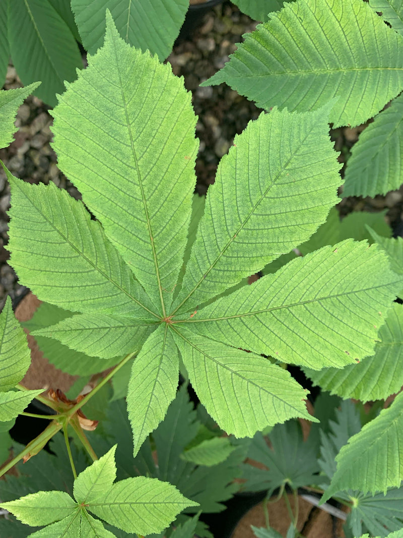 - Aesculus hippocastanum 'Wisselink' Reticulated Variegated European Horse Chestnut - Mr Maple │ Buy Japanese Maple Trees