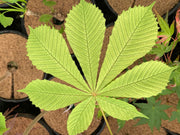 - Aesculus hippocastanum 'Wisselink' Reticulated Variegated European Horse Chestnut - Mr Maple │ Buy Japanese Maple Trees