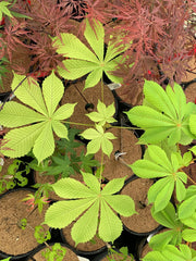 - Aesculus hippocastanum 'Wisselink' Reticulated Variegated European Horse Chestnut - Mr Maple │ Buy Japanese Maple Trees