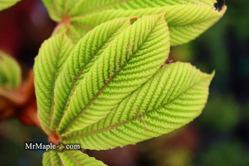 - Aesculus hippocastanum 'Wisselink' Reticulated Variegated European Horse Chestnut - Mr Maple │ Buy Japanese Maple Trees