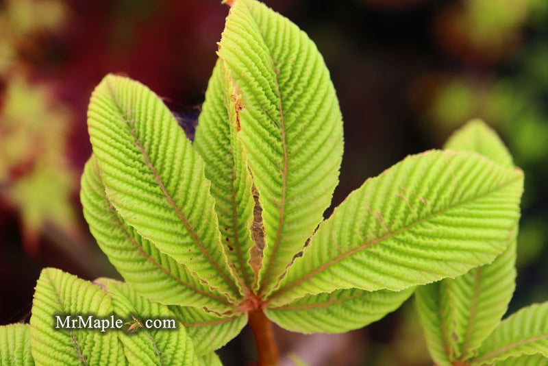 - Aesculus hippocastanum 'Wisselink' Reticulated Variegated European Horse Chestnut - Mr Maple │ Buy Japanese Maple Trees