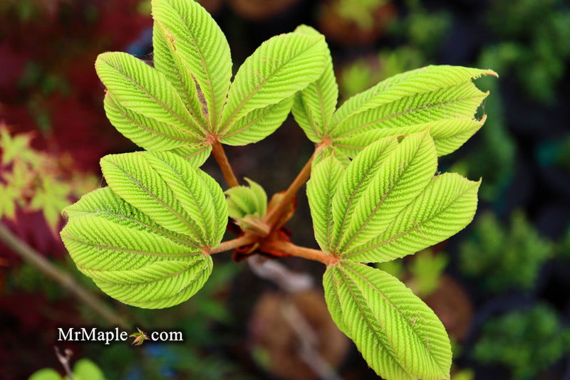 - Aesculus hippocastanum 'Wisselink' Reticulated Variegated European Horse Chestnut - Mr Maple │ Buy Japanese Maple Trees