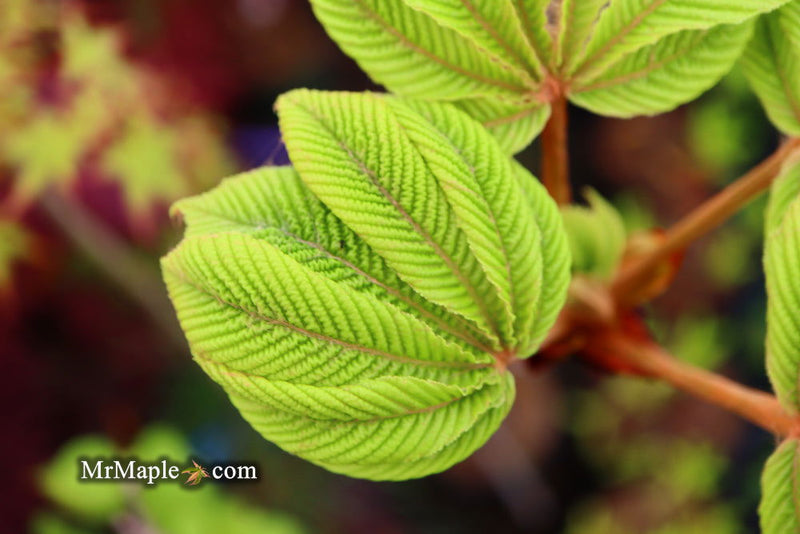 - Aesculus hippocastanum 'Wisselink' Reticulated Variegated European Horse Chestnut - Mr Maple │ Buy Japanese Maple Trees