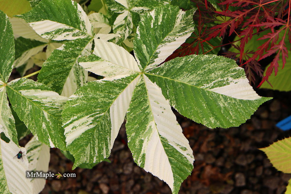 Mr Maple Aesculus turbinata Marble Chip