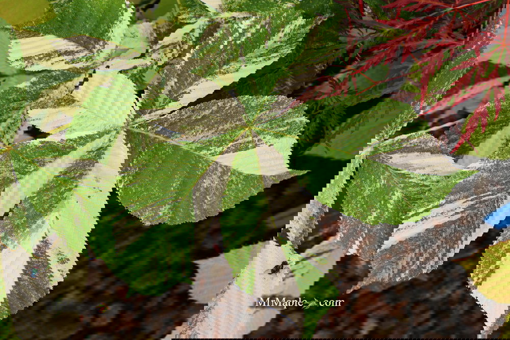 Buy Aesculus turbinata 'Marble Chip' Variegated Japanese Horse