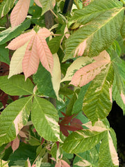 - Aesculus turbinata 'Marble Chip' Variegated Japanese Horse Chestnut - Mr Maple │ Buy Japanese Maple Trees